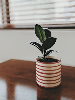 pexels-photo-2516651-2516651 Chic rubber plant in a red and white striped pot on wooden table, perfect for home decor.